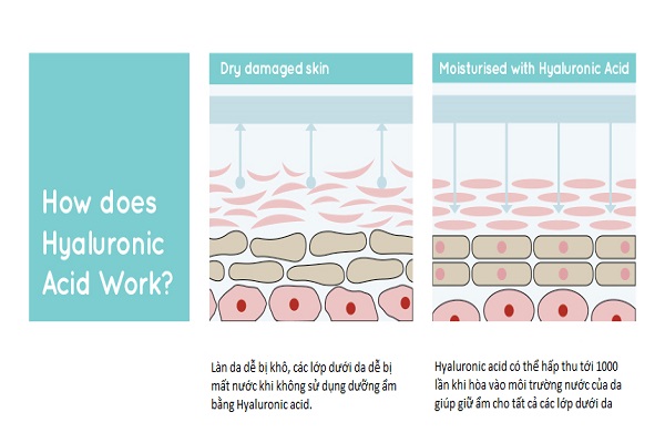Cơ chế hoạt động của Hyaluronic Acid Cơ chế hoạt động của Hyaluronic Acid