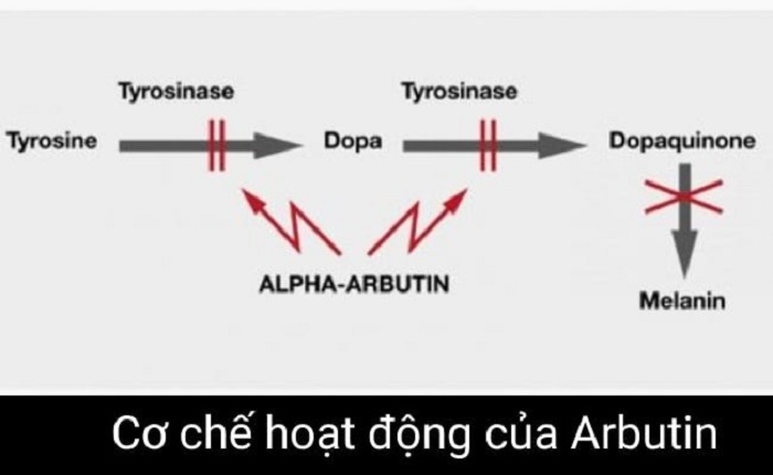 Cơ chế hoạt động của hoạt chất Alpha Arbutin Cơ chế hoạt động của hoạt chất Alpha Arbutin