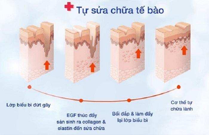 Yếu tố tăng trưởng EGF là gì? Yếu tố tăng trưởng EGF là gì?