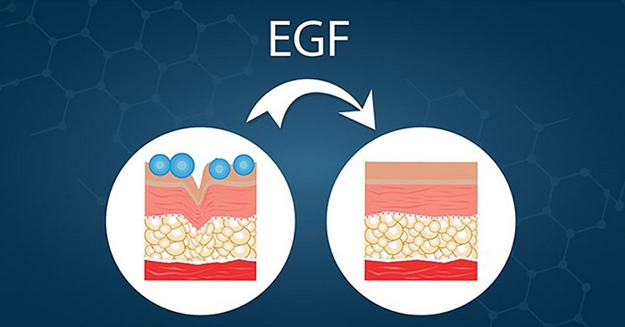 Yếu tố tăng trưởng biểu bì EGF và những điều cần biết Yếu tố tăng trưởng biểu bì EGF và những điều cần biết