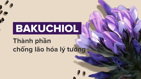 Thành phần chống lão hóa lý tưởng