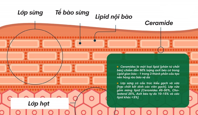 Ceramide ngày càng được ứng dụng phổ biến trong các sản phẩm chăm sóc da  Ceramide ngày càng được ứng dụng phổ biến trong các sản phẩm chăm sóc da
