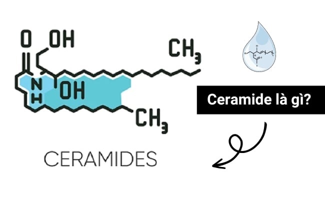 Ceramide là gì Ceramide là gì
