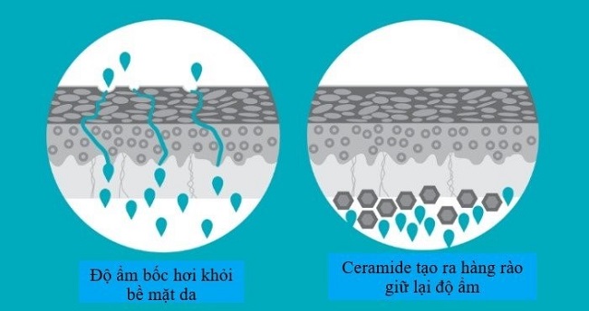 Ceramide giúp làm dịu da và giảm kích ứng Ceramide giúp làm dịu da và giảm kích ứng