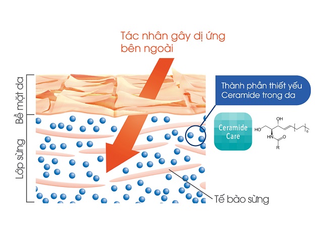 Khám phá cơ chế hoạt động của Ceramide Khám phá cơ chế hoạt động của Ceramide