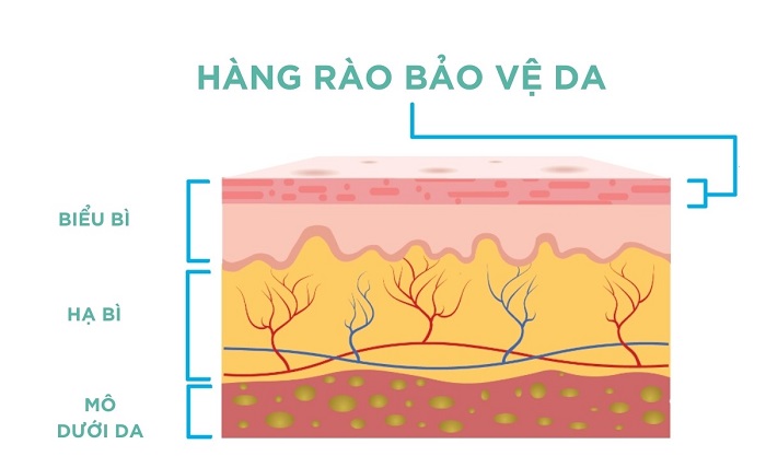 Củng cố hàng rào bảo vệ da Củng cố hàng rào bảo vệ da