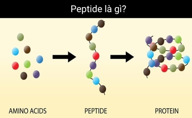 Multi Peptides là gì? Cơ chế hoạt động và tác dụng Multi Peptides đối với làn da
